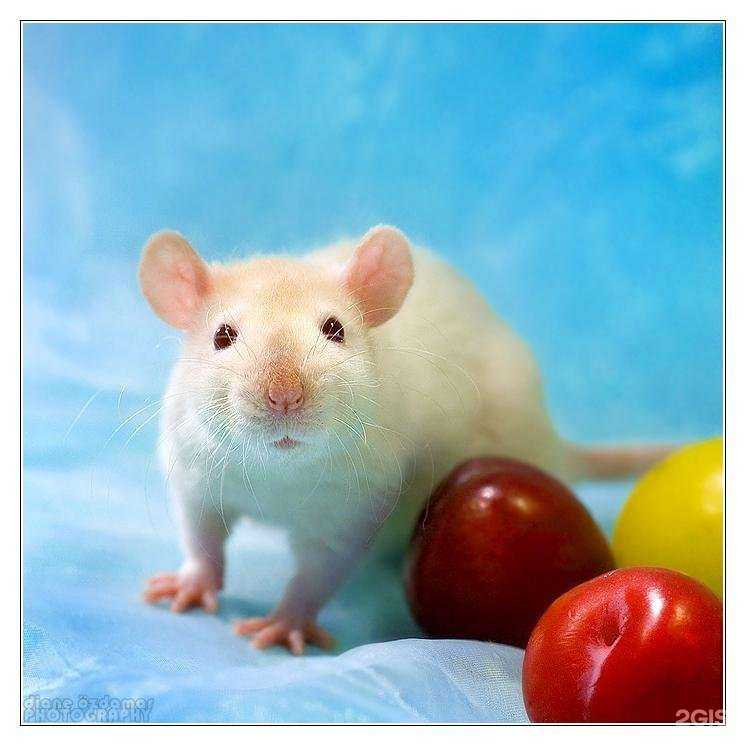 Отзывы на компанию Ювелирная мастерская в Новокуйбышевске c фото