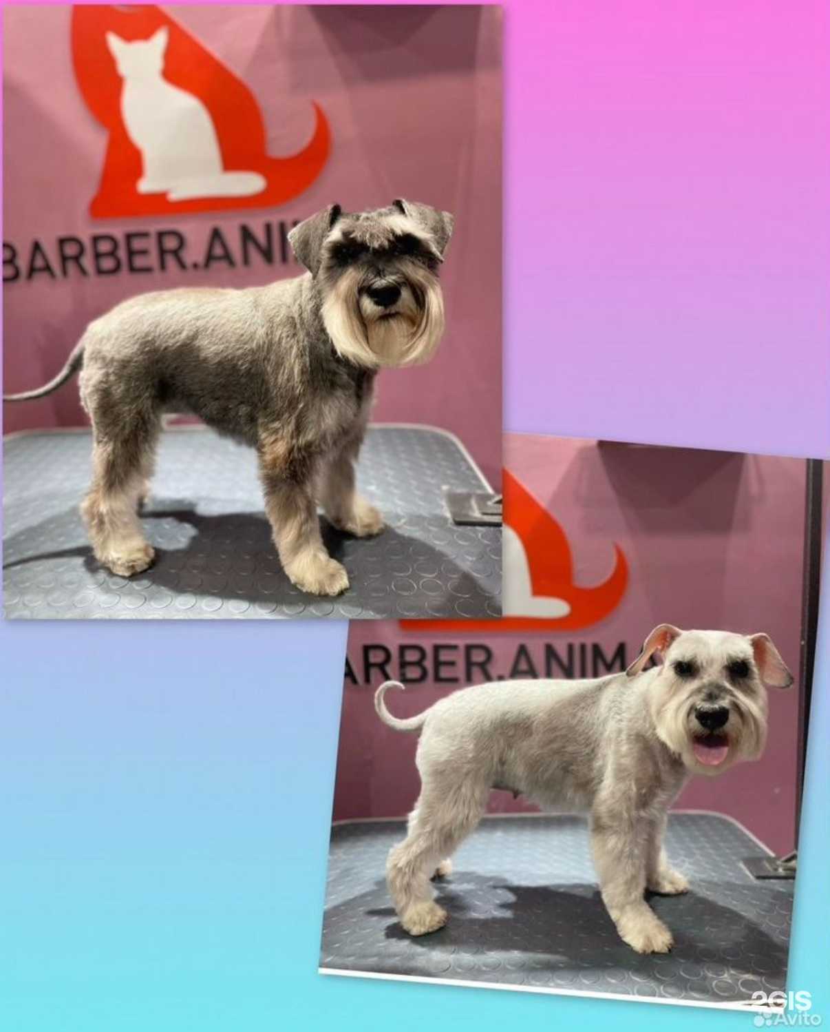 Отзывы на компанию Barber.animal в Орле c фото