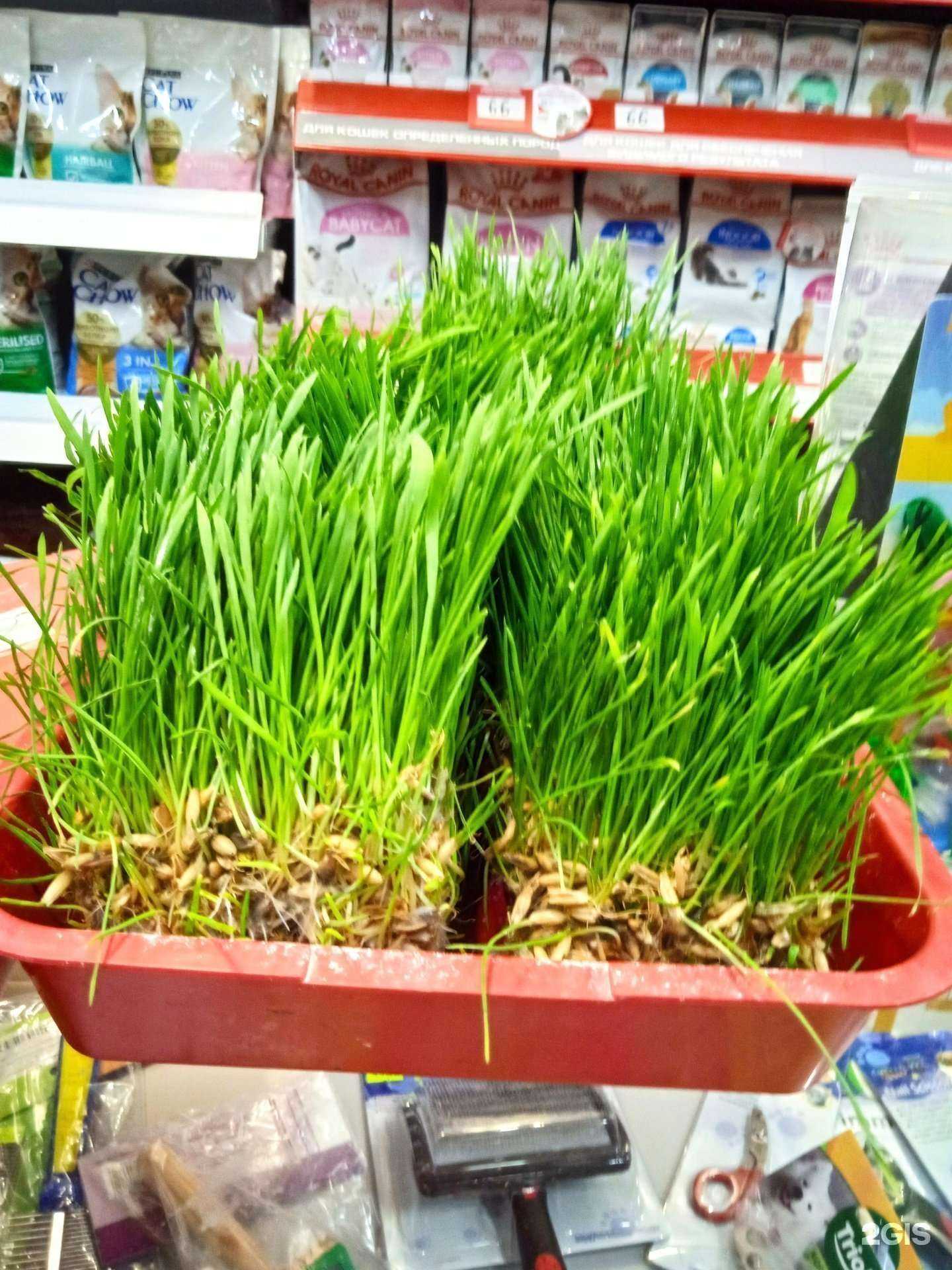 Отзывы на компанию Зверье мое в Пскове c фото