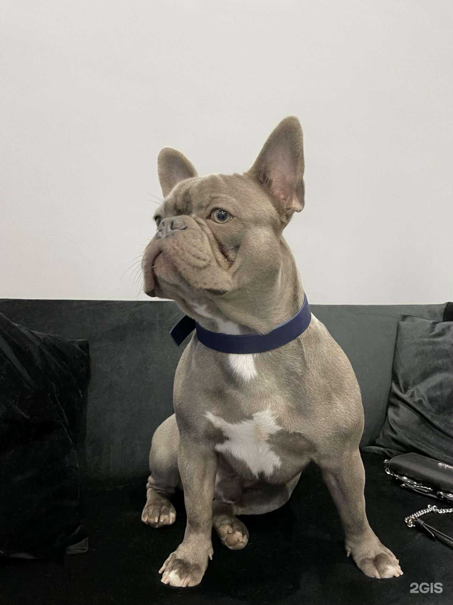 Отзывы на компанию Grooming 101 в г. Самара c фото