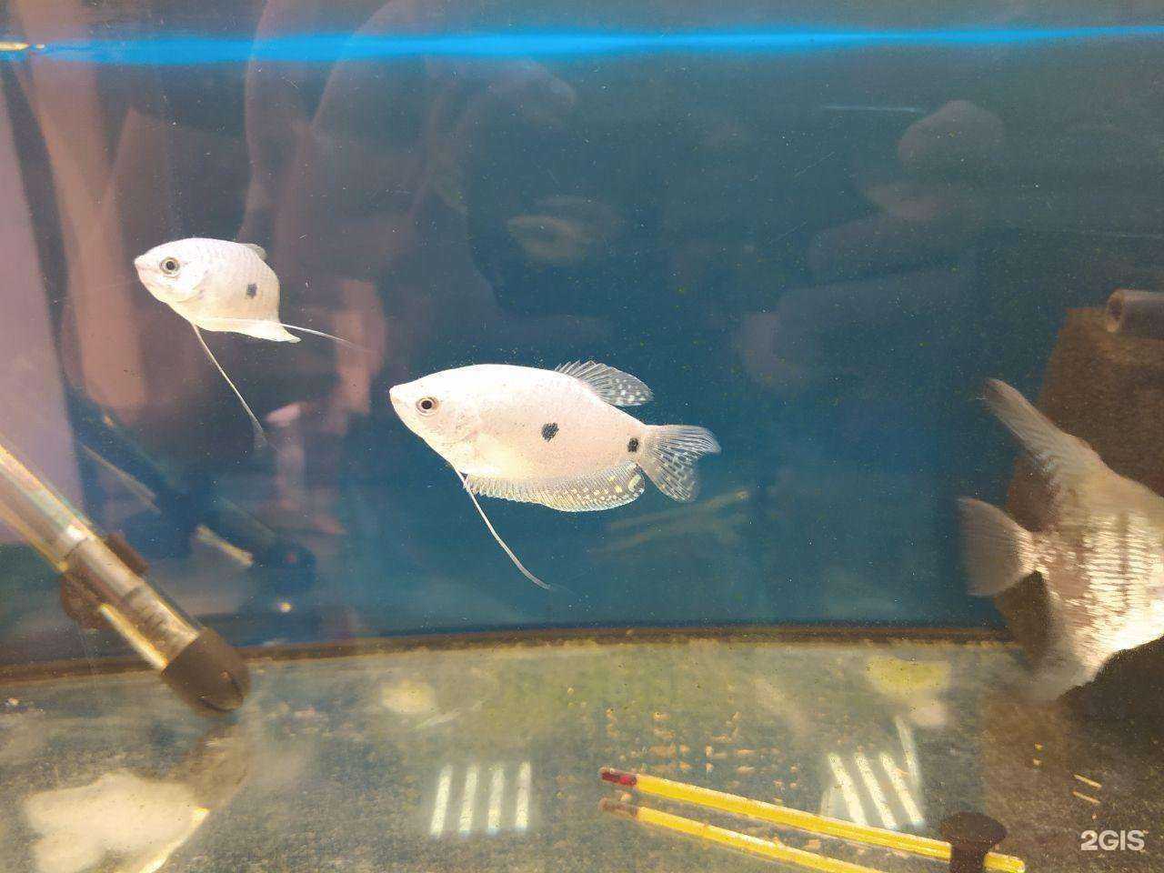 Отзывы на компанию Мадагаскар в г. Туапсе c фото