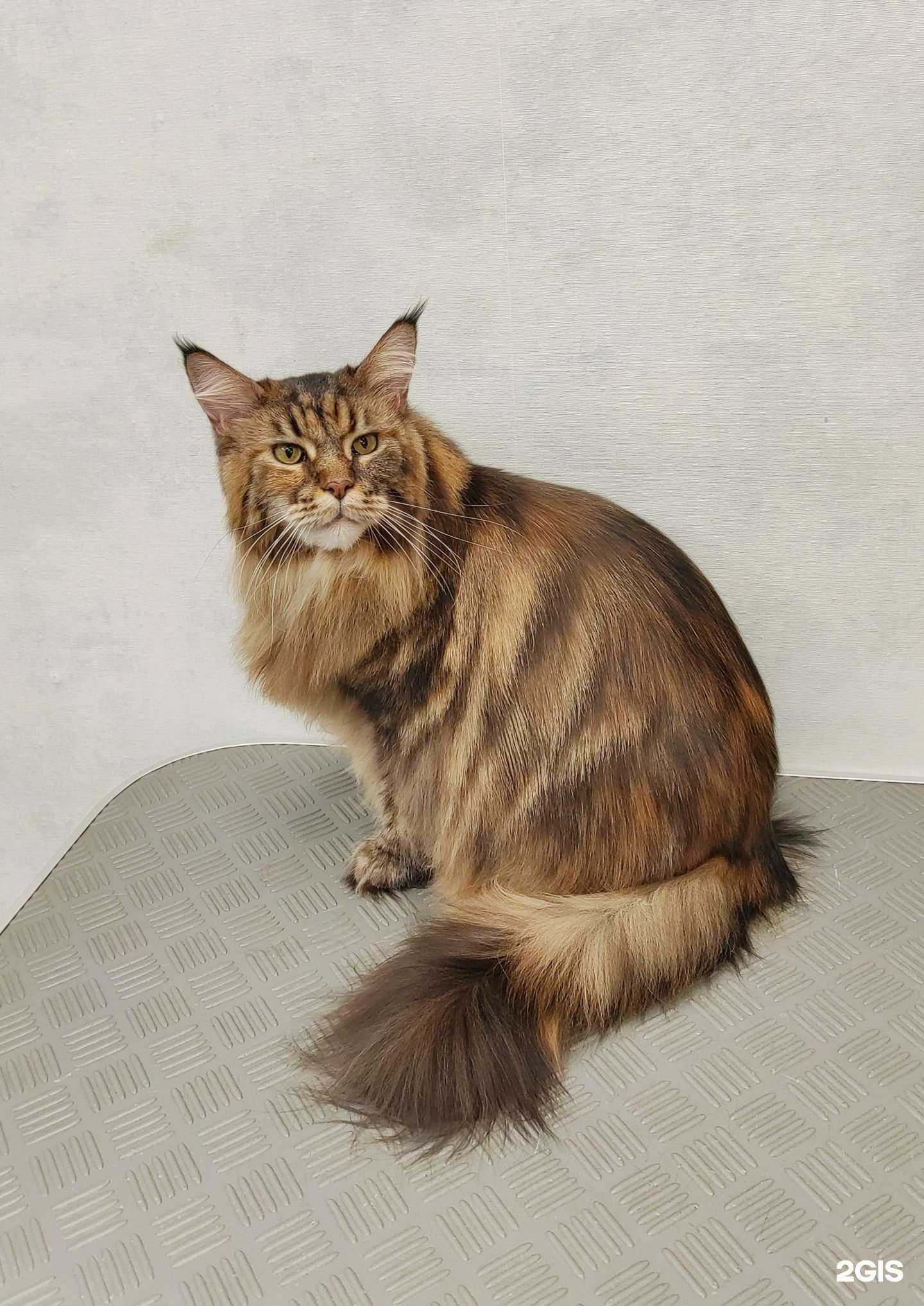 Отзывы на компанию Иззи Грум в Новосибирске c фото