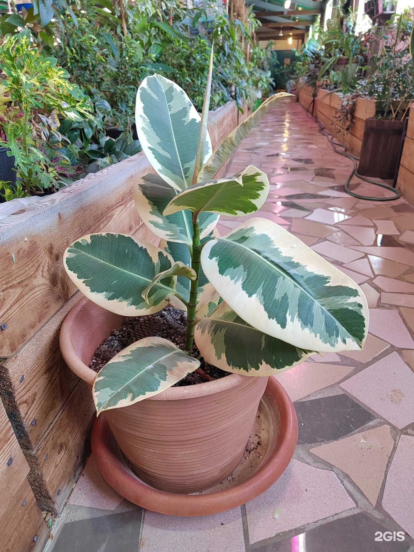 Отзывы на компанию Оранжерея в г. Хабаровск c фото