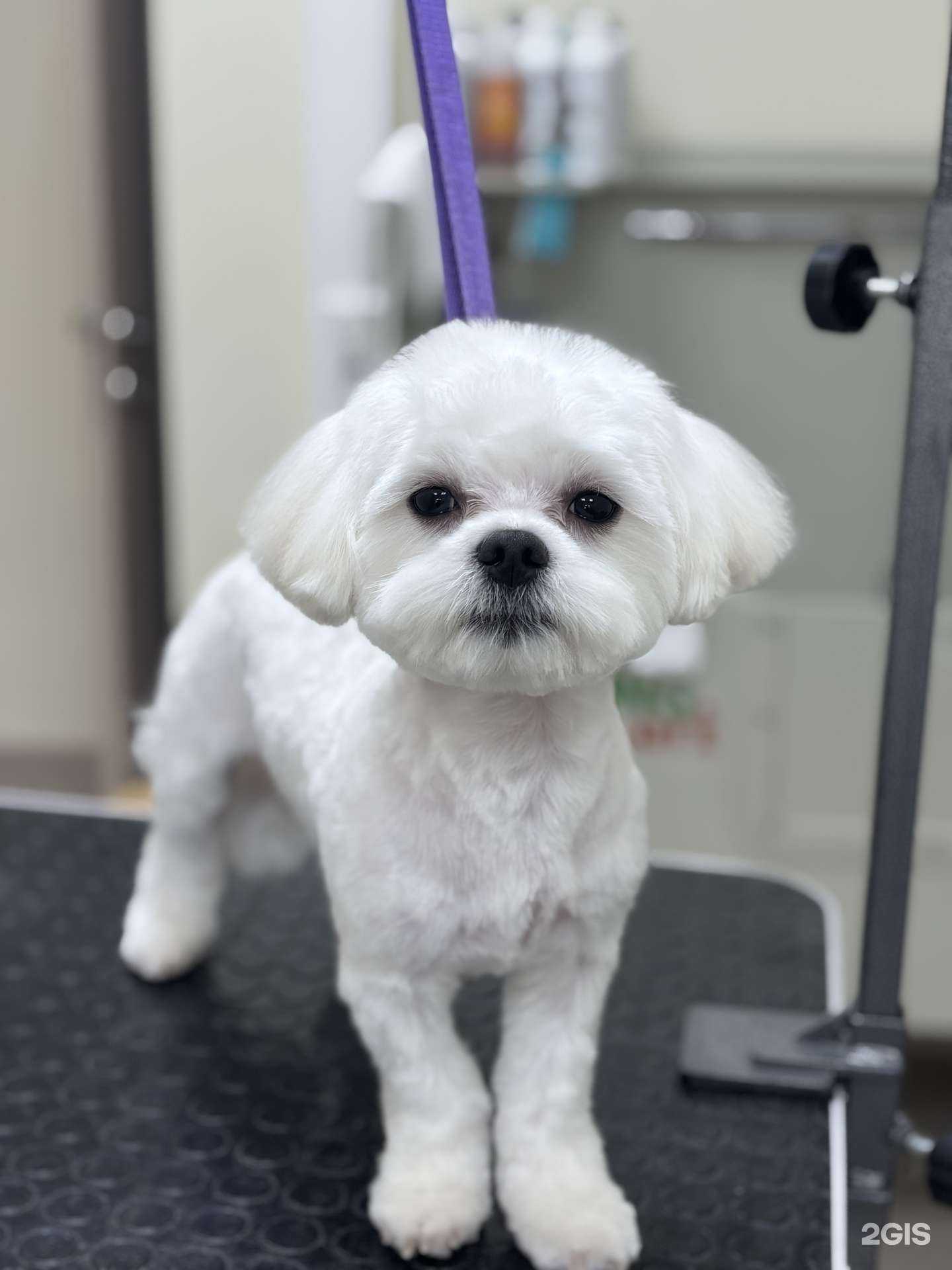 Отзывы на компанию Студия стрижки кошек и мелких пород собак в Челябинске c фото