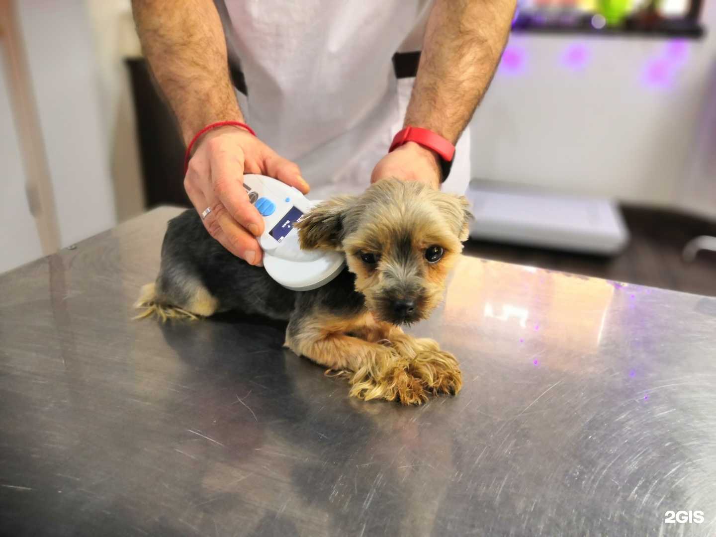 Отзывы на компанию Ветеринарная клиника доктора Жигуновой в г. Сочи c фото