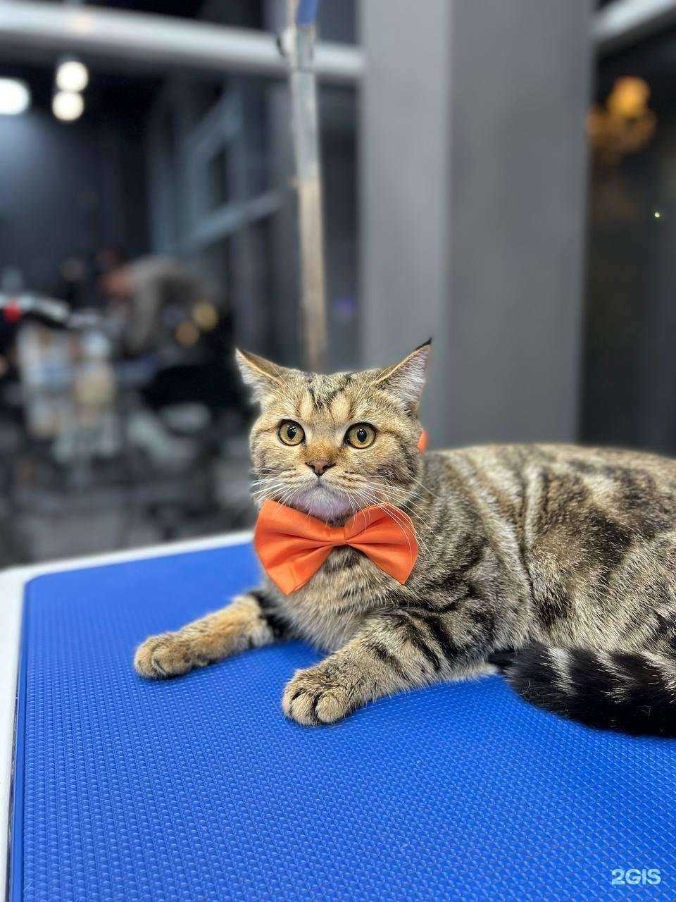 Отзывы на компанию Barberdog в Оренбурге c фото