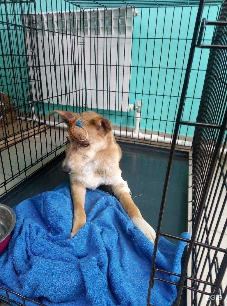 Отзывы на компанию Пегий Пëс в г. Омск c фото