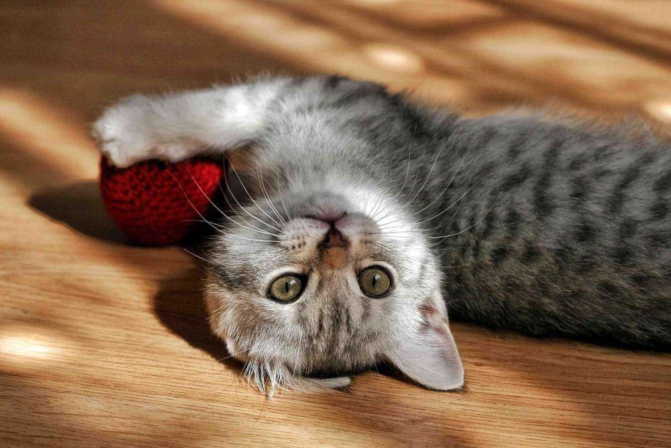 Отзывы на компанию Ветзоомастер в Долгопрудном c фото