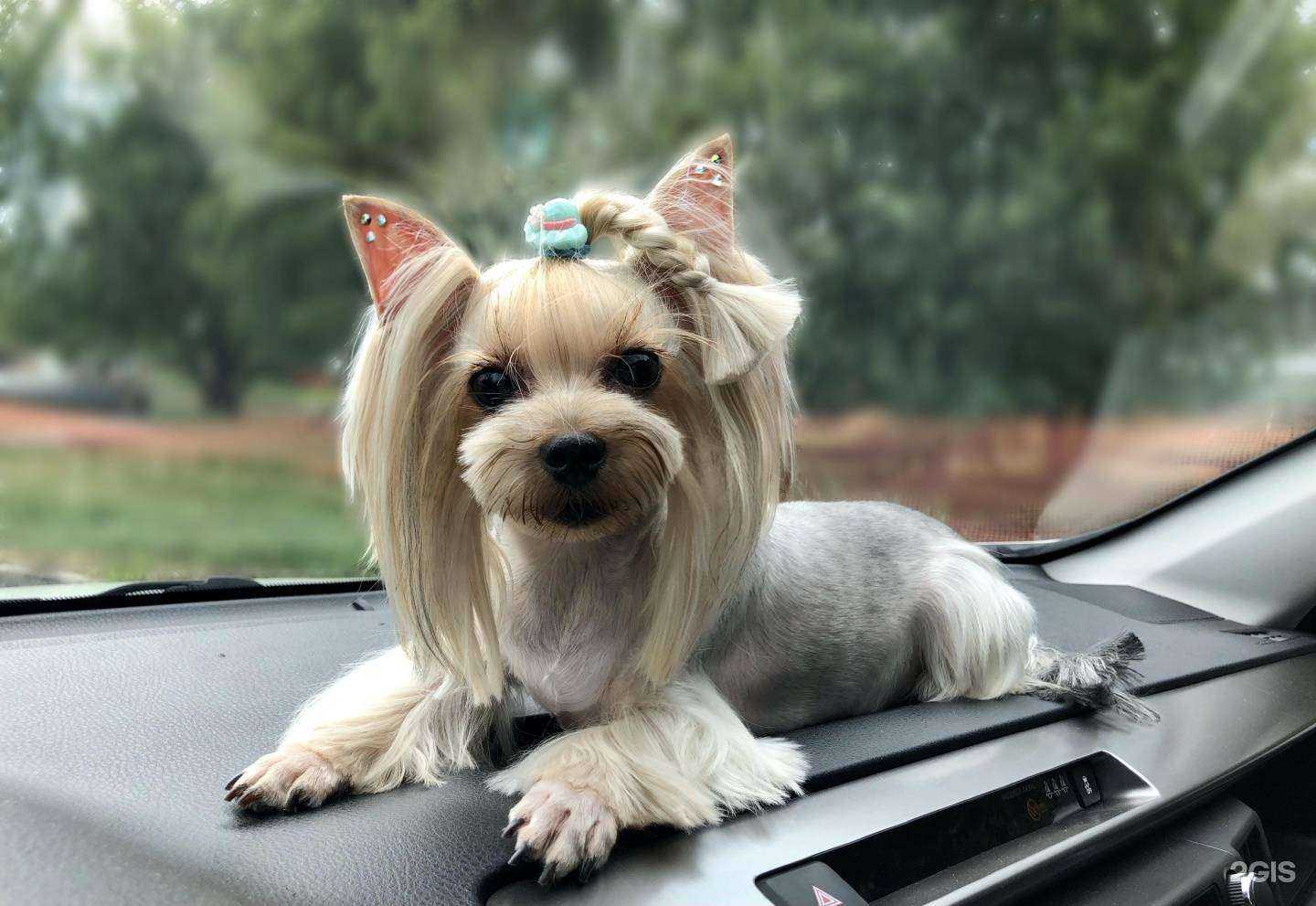 Отзывы на компанию Четыре лапки в г. Набережные Челны c фото