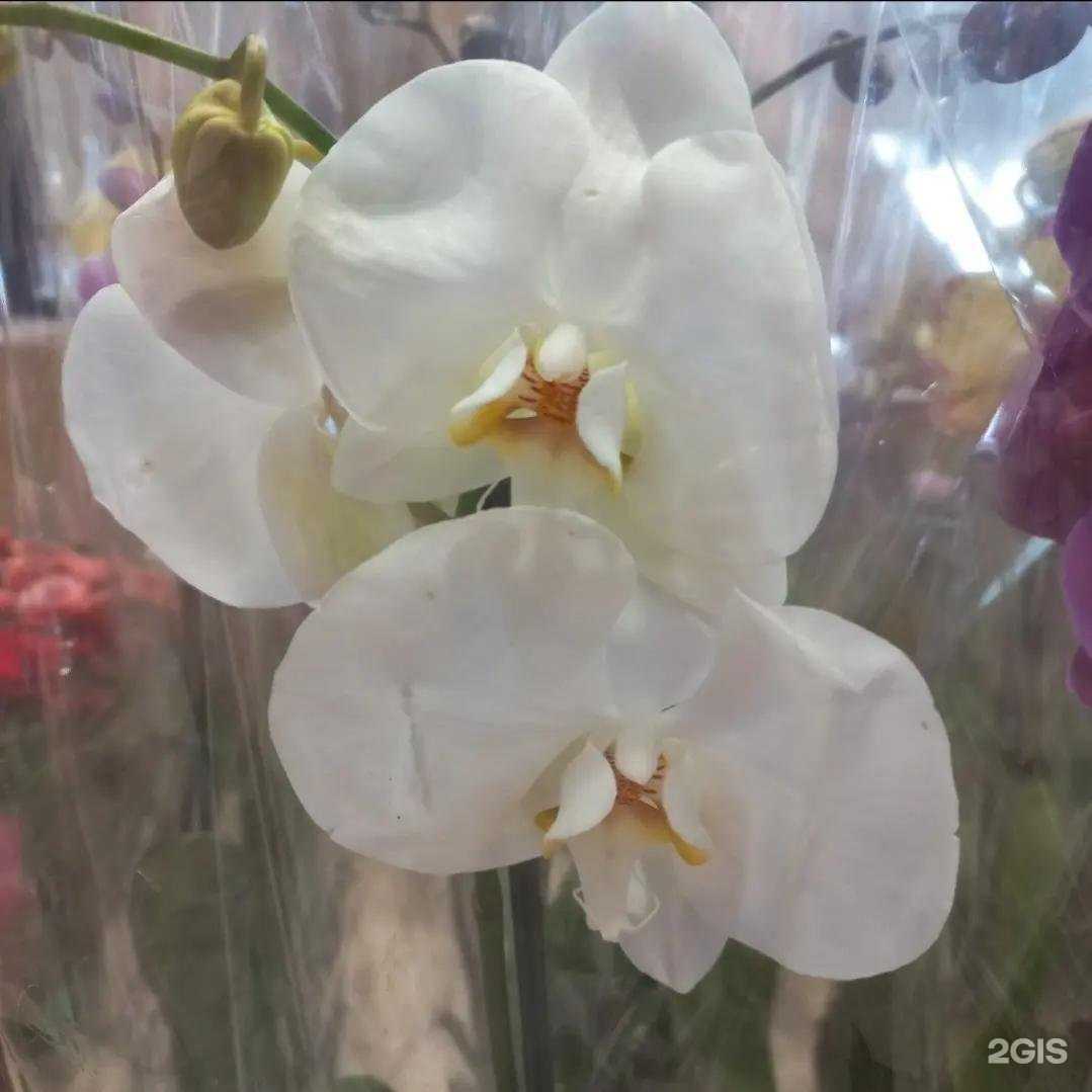 Отзывы на компанию ЦветОк в г. Ялуторовск c фото