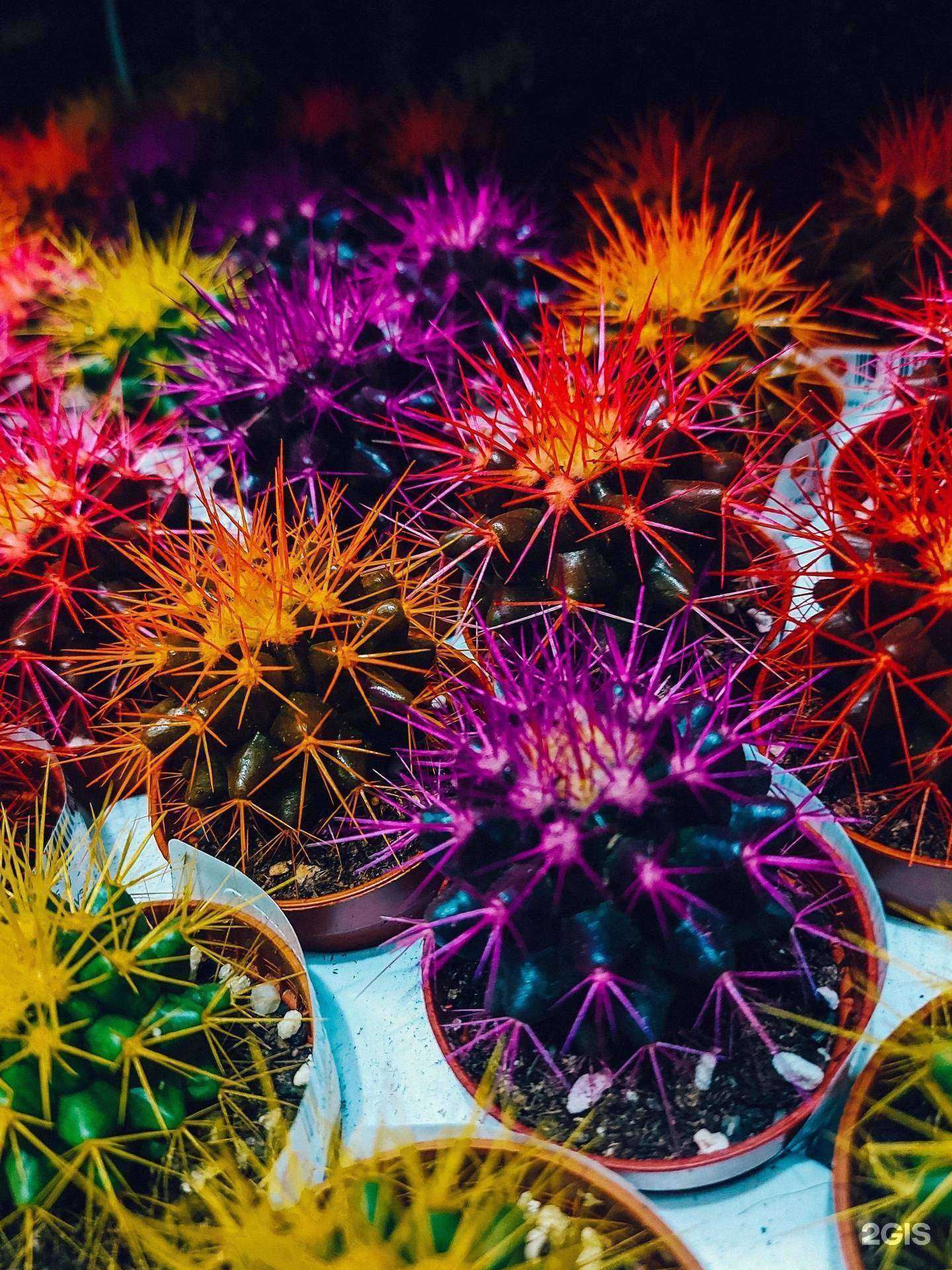 Отзывы на компанию Лемана Про в Красноярске c фото