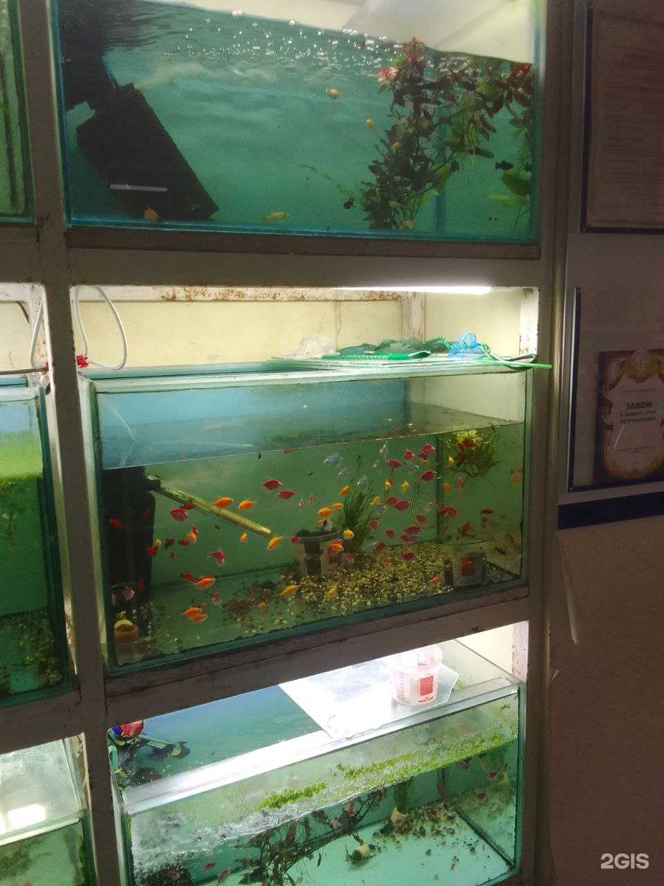 Отзывы на компанию Золотая рыбка в Таганроге c фото