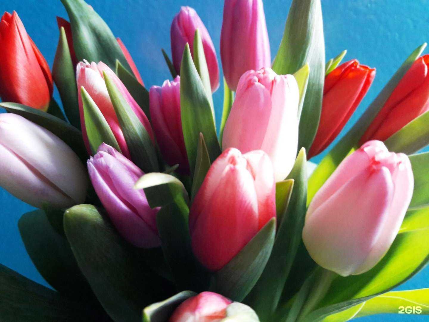 Отзывы на компанию Buona Vita в г. Набережные Челны c фото