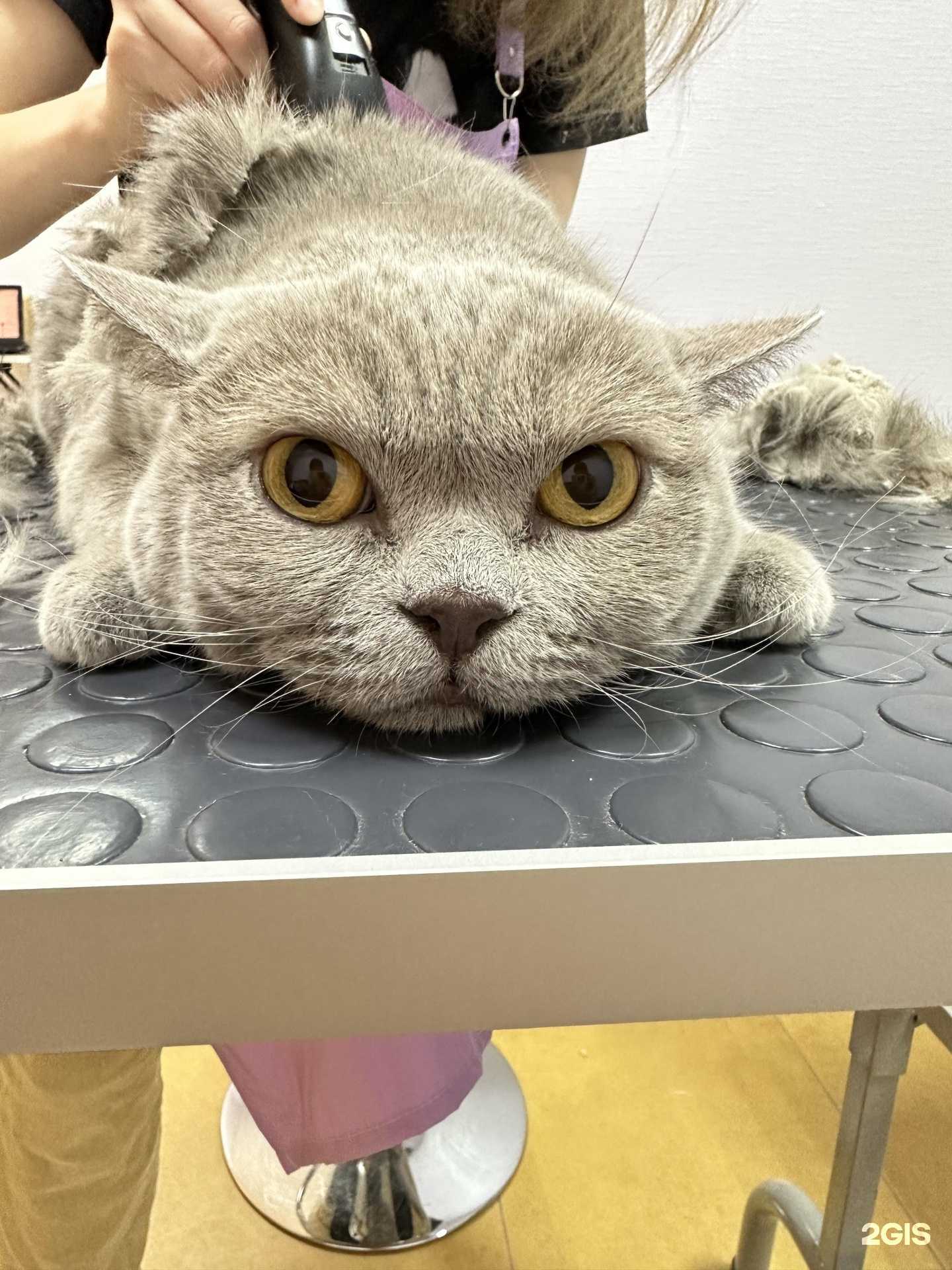 Отзывы на компанию Пёсельная в Белгороде c фото