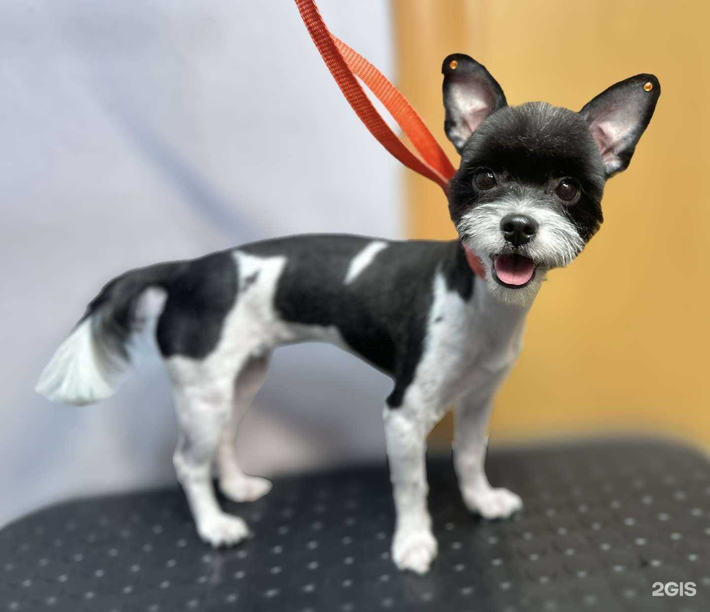 Отзывы на компанию Пэт Рум  в Хабаровске c фото