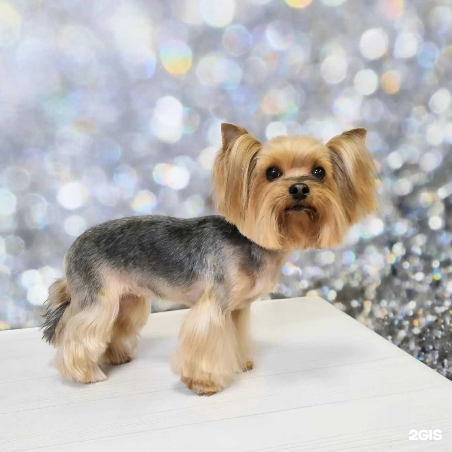 Отзывы на компанию Студия груминга в г. Воронеж c фото