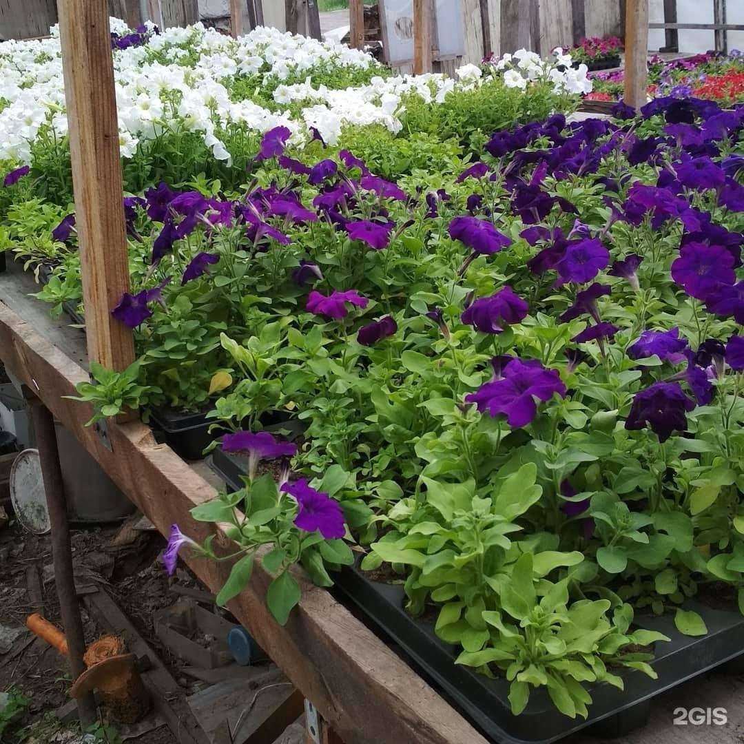 Отзывы на компанию Lara Green 22 в Барнауле c фото