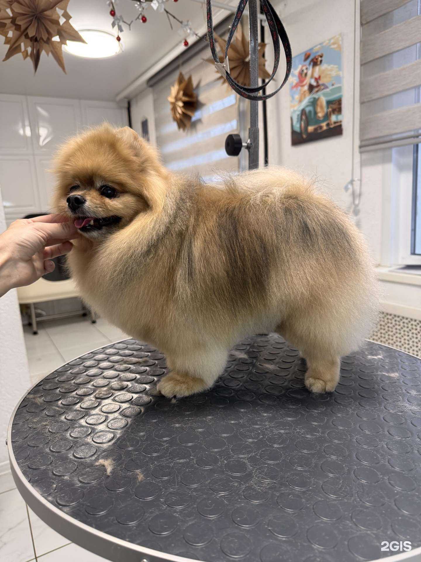 Отзывы на компанию Sgroomstudio в г. Пенза c фото