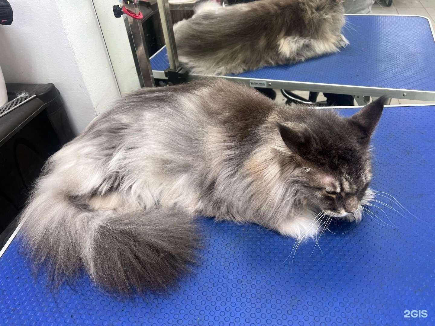 Отзывы на компанию Грум&Стиль в г. Нижний Новгород c фото