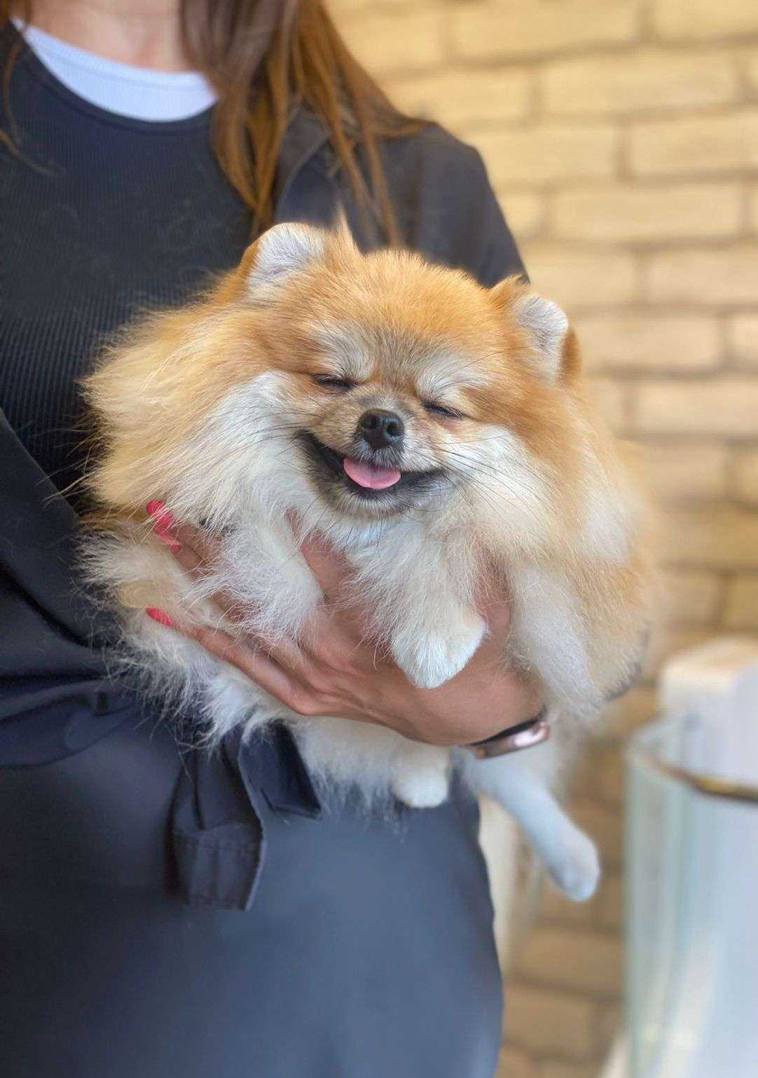 Отзывы на компанию Шерстяная собака в г. Екатеринбург c фото