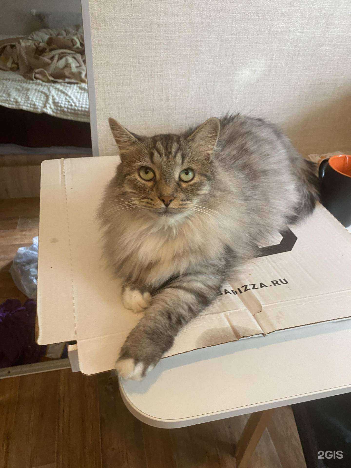 Отзывы на компанию Amba pizza в Нижнем Новгороде c фото