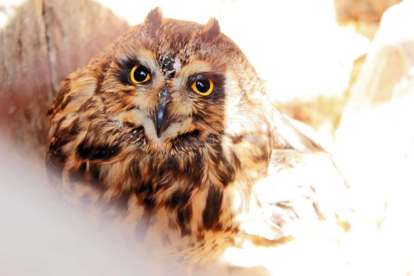 Отзывы на компанию Приют для птиц в Тольятти c фото