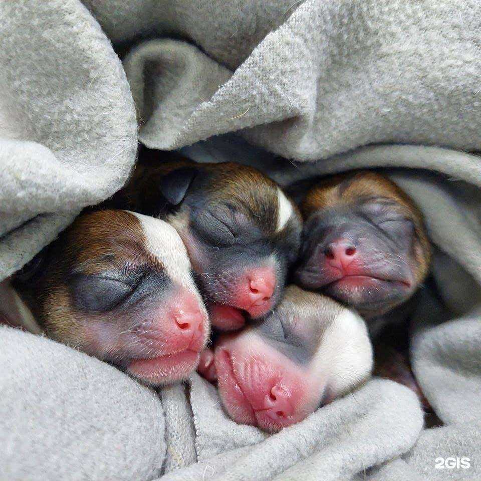 Отзывы на компанию Юнивет в г. Видное c фото