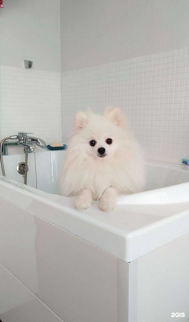 Отзывы на компанию Белый Бим в г. Омск c фото