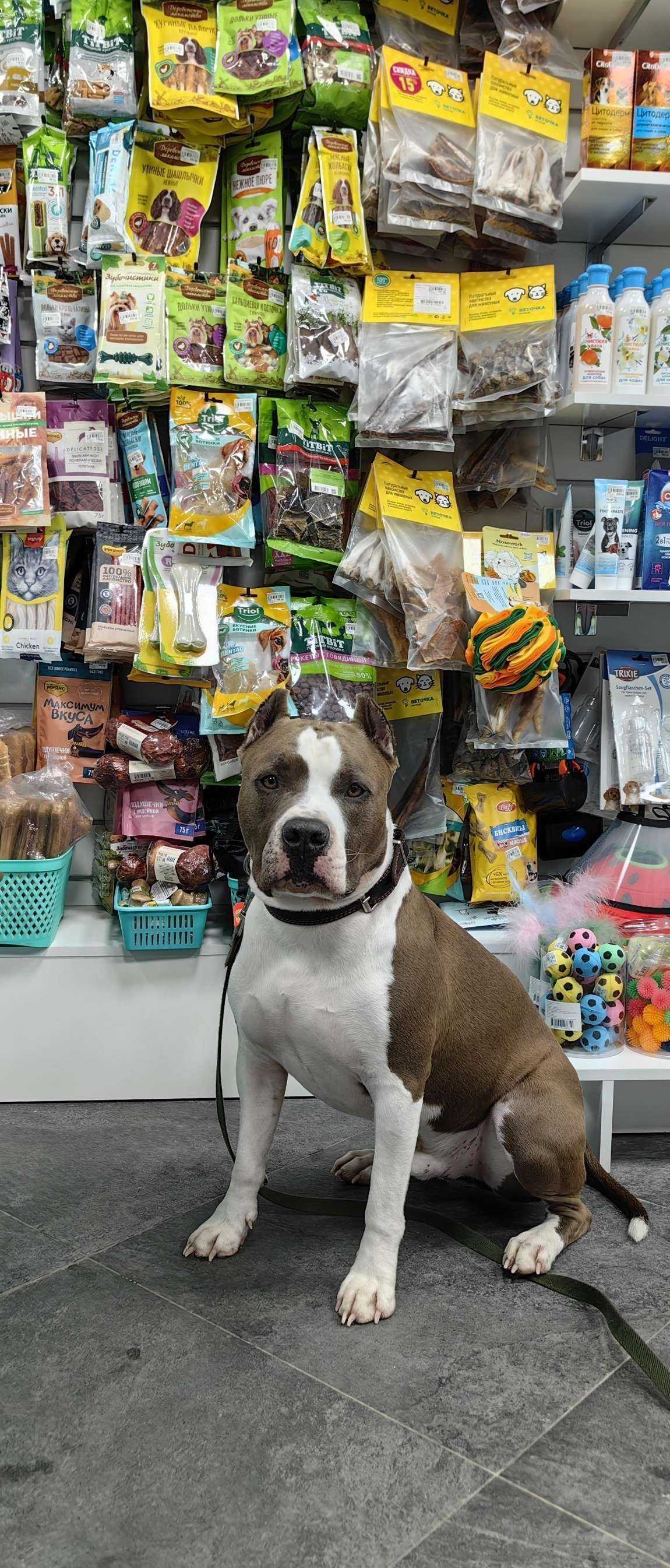 Отзывы на компанию Веточка в Сургуте c фото