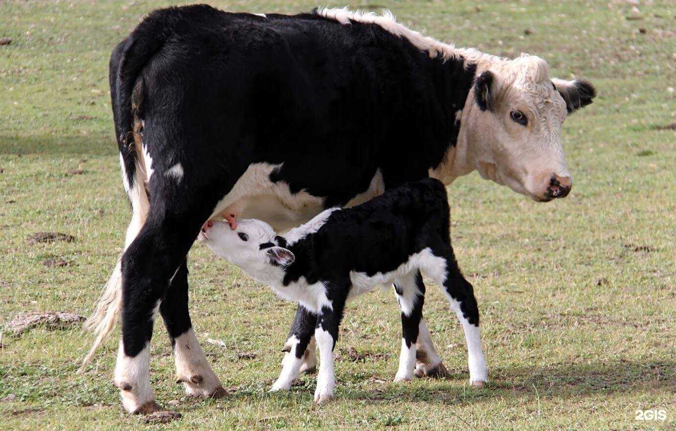 Отзывы на компанию Профи-массаж в Череповце c фото
