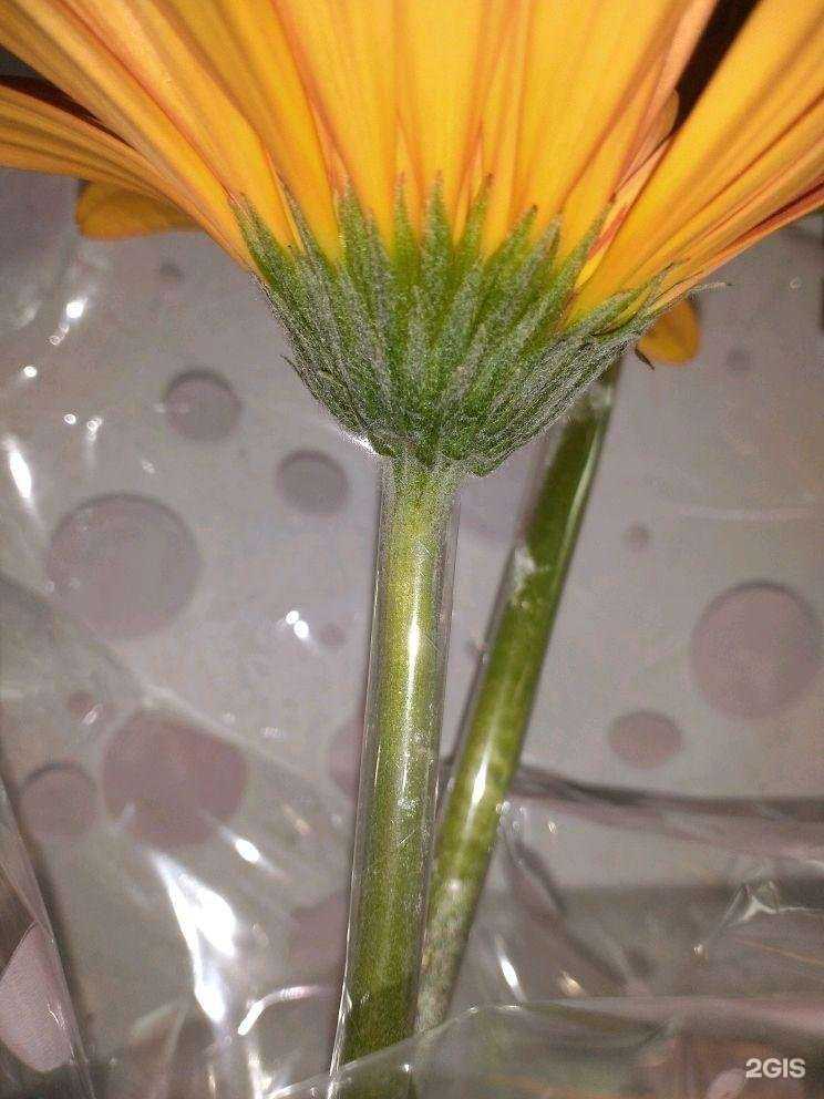 Отзывы на компанию Флорист в Бердске c фото