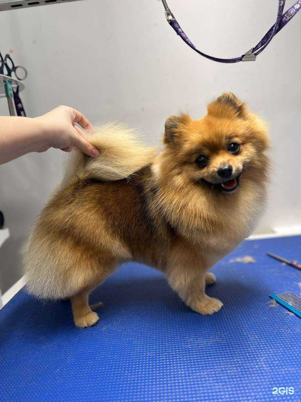 Отзывы на компанию Pet wool в г. Кемерово c фото