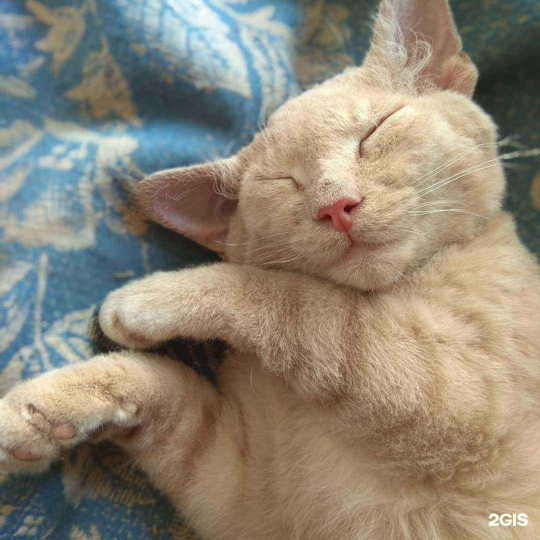 Отзывы на компанию Zoo в г. Губкин c фото