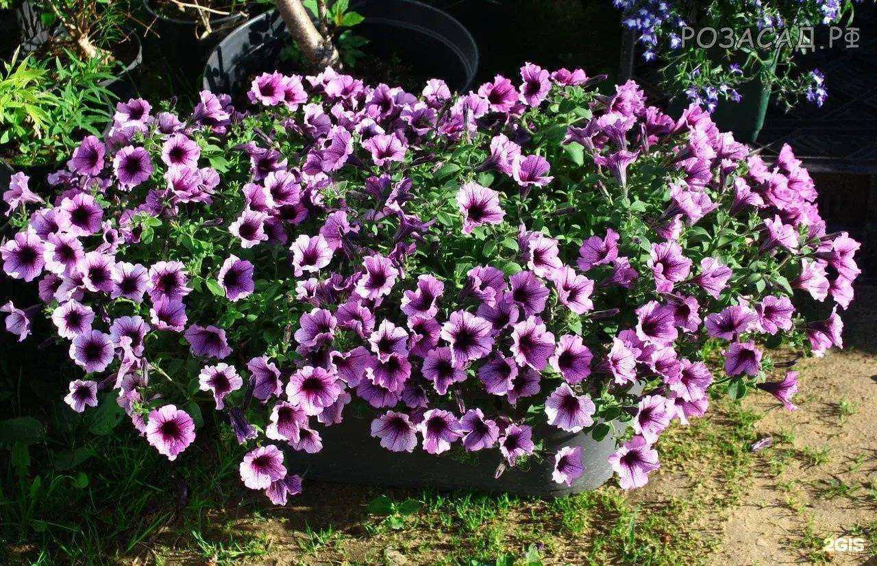 Отзывы на компанию Рассада39 в г. Калининград c фото