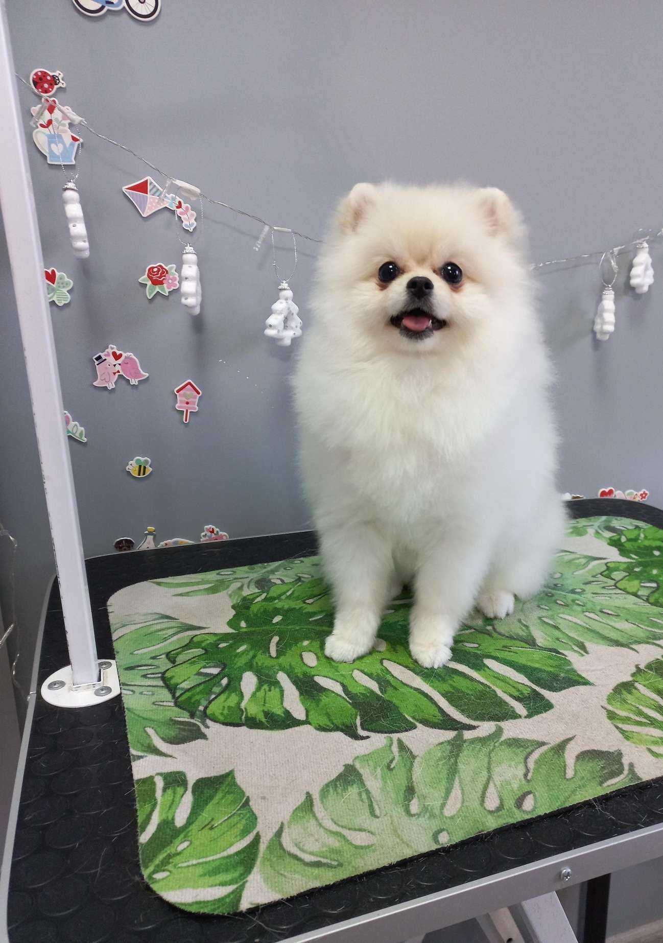 Отзывы на компанию Хвостики в Ставрополе c фото