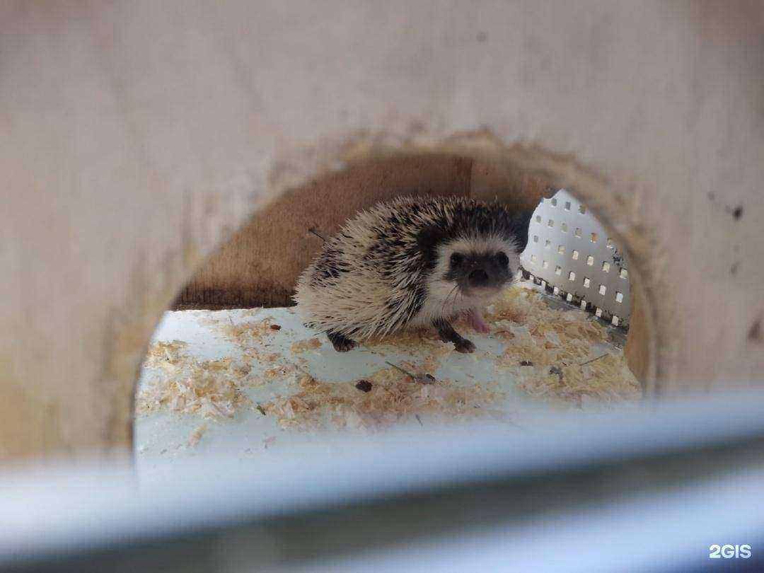 Отзывы на компанию Зверье мое в Кирове c фото