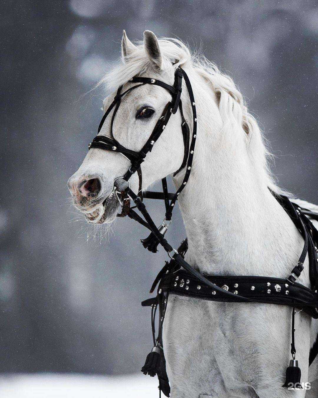 Отзывы на компанию Московский конный завод №1 в г. Москва c фото