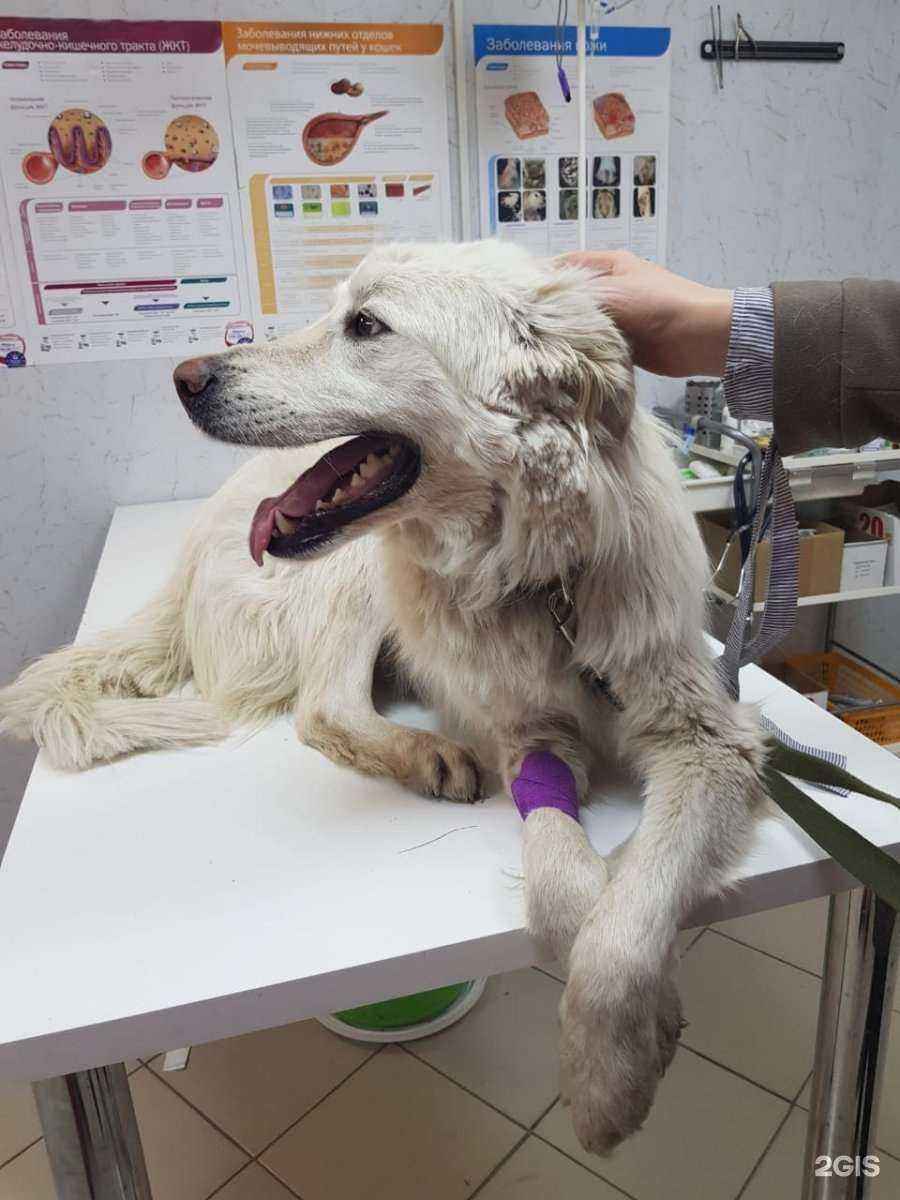 Отзывы на компанию Пушистые лапки в г. Уфа c фото