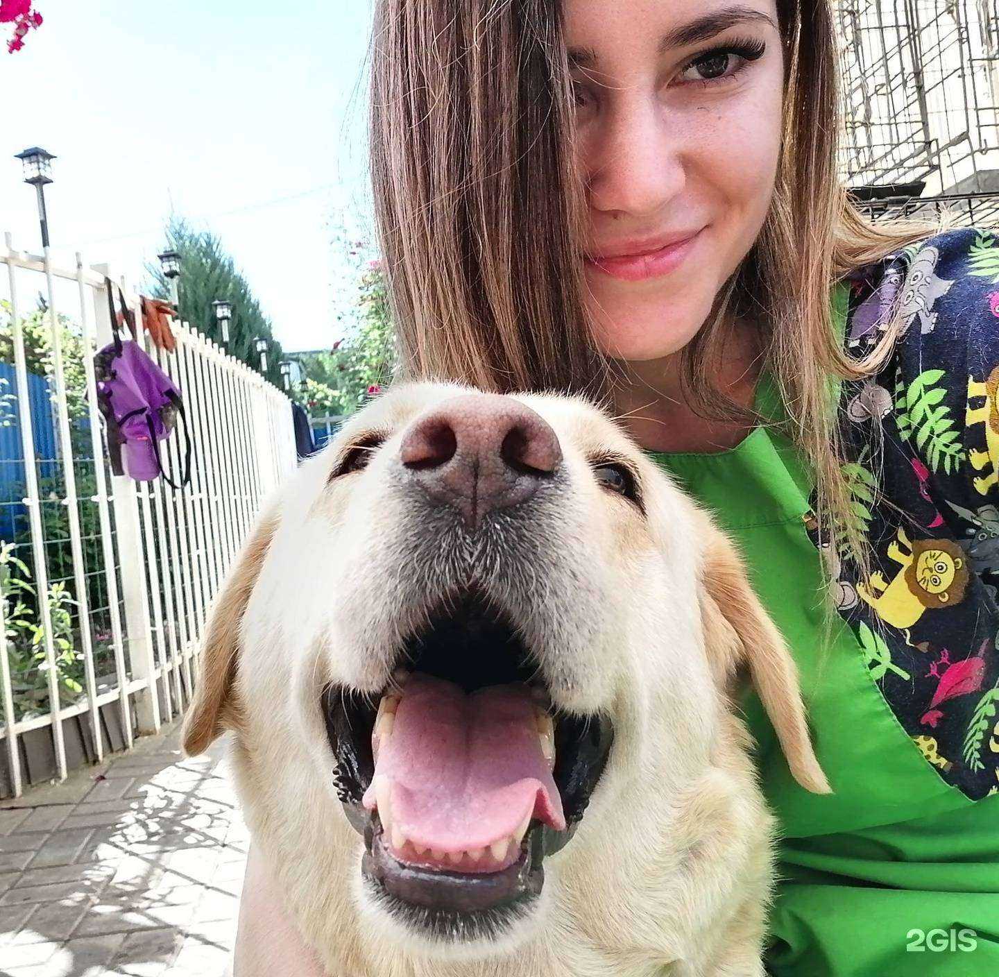 Отзывы на компанию Dogtor в Ростове-на-Дону c фото