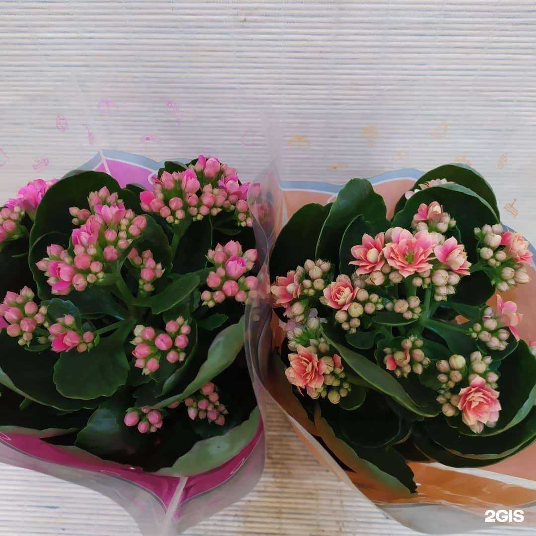 Отзывы на компанию Натали-флора в Касимове c фото