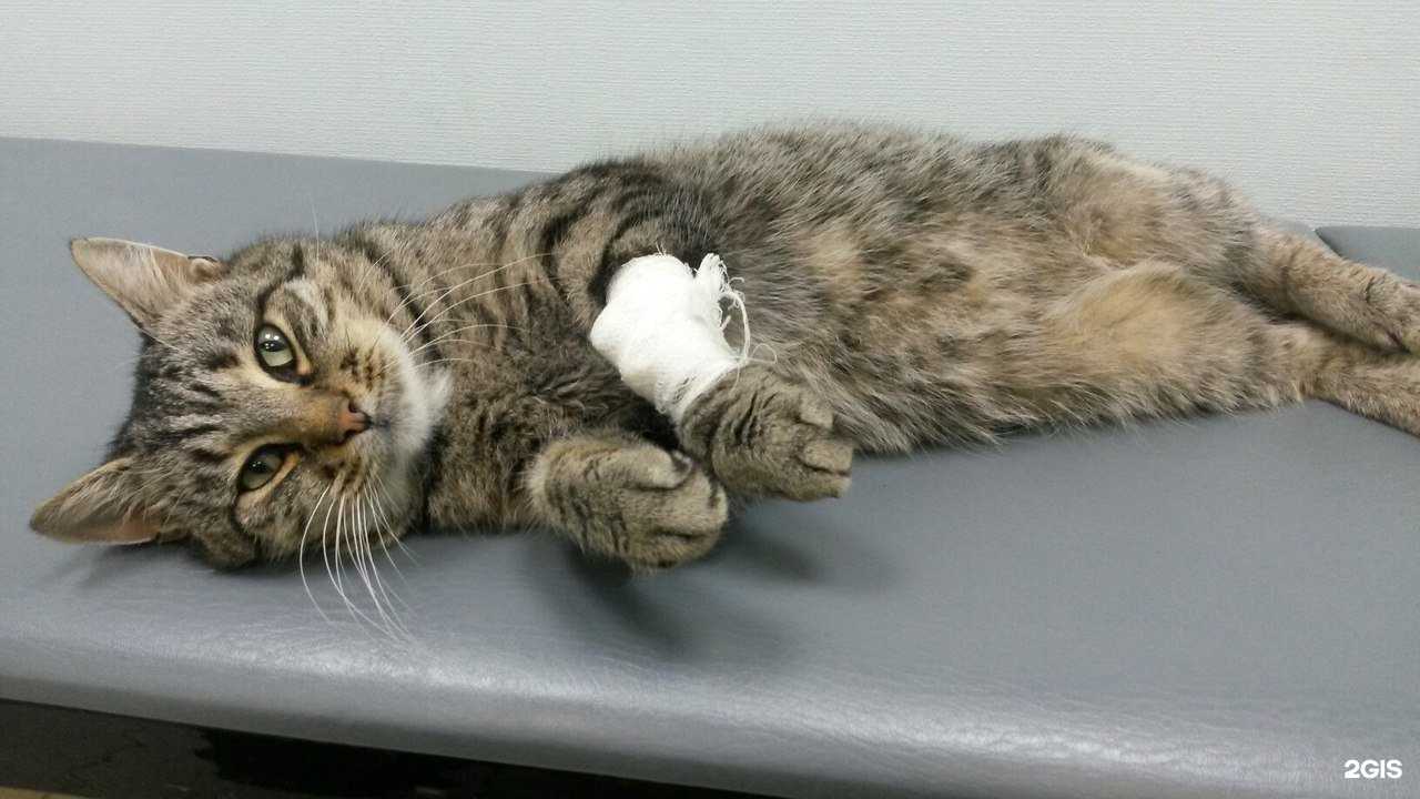 Отзывы на компанию Вета в г. Псков c фото