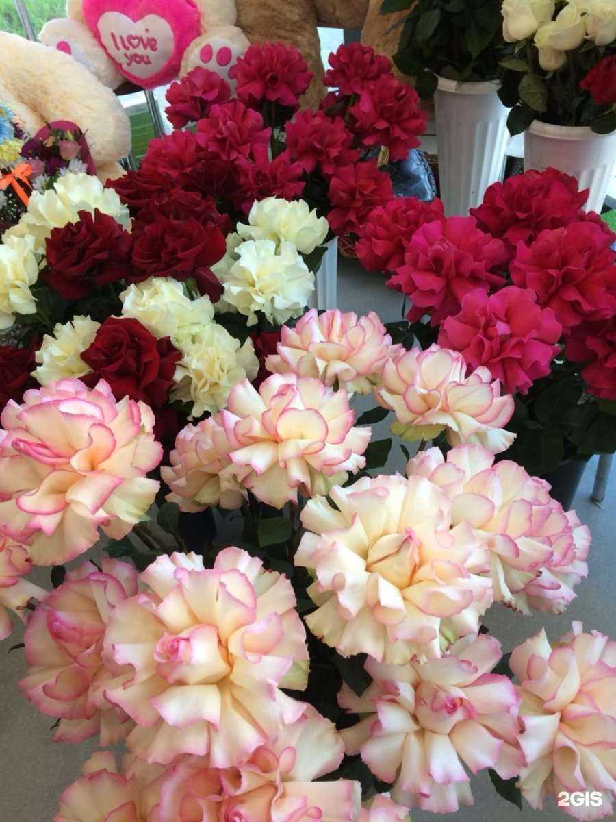 Отзывы на компанию Три ромашки в Екатеринбурге c фото