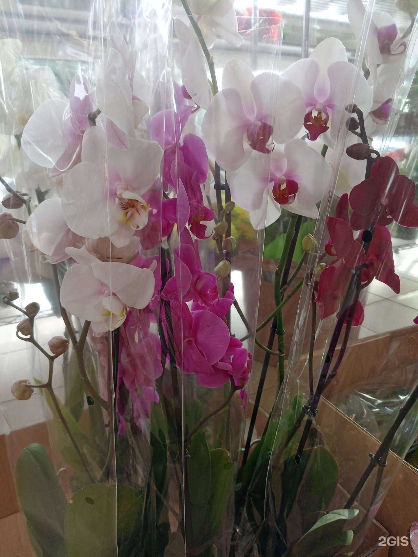 Отзывы на компанию Мир цветов в г. Псков c фото