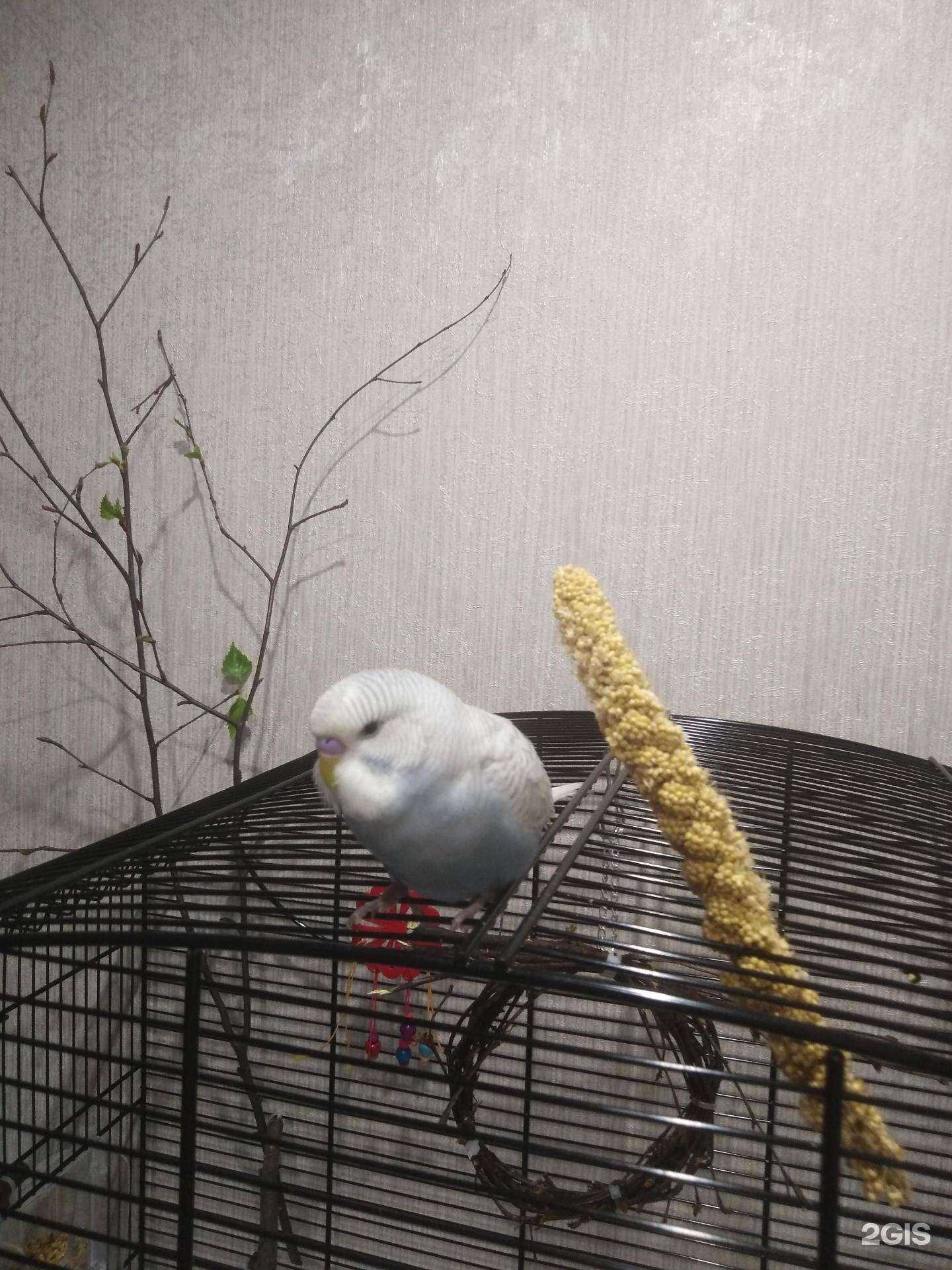 Отзывы на компанию Айболит в Нижнем Новгороде c фото