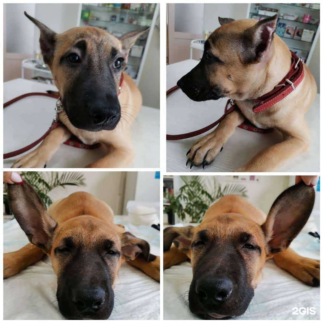 Отзывы на компанию Кот и Пёс в Уссурийске c фото