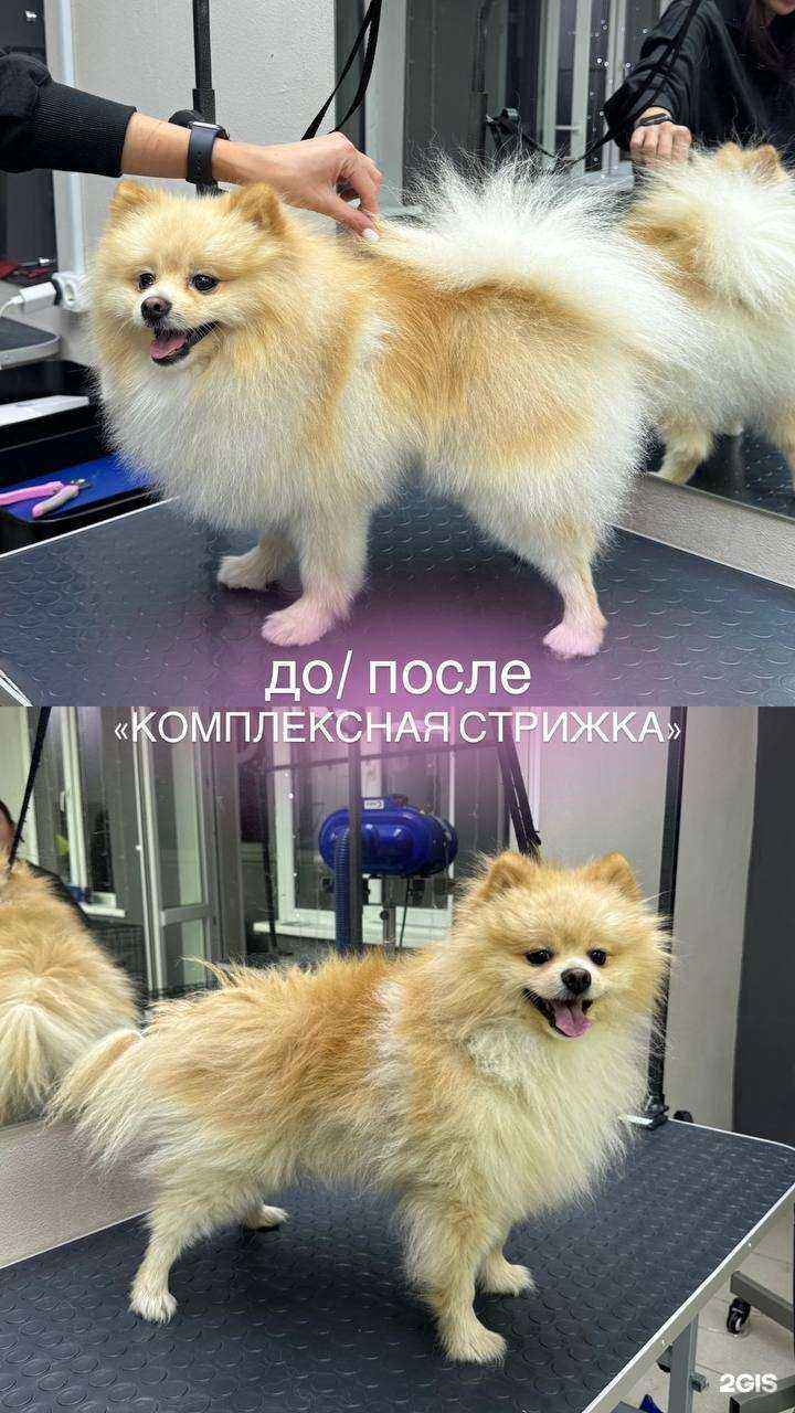 Отзывы на компанию Лапки в порядке в Казани c фото