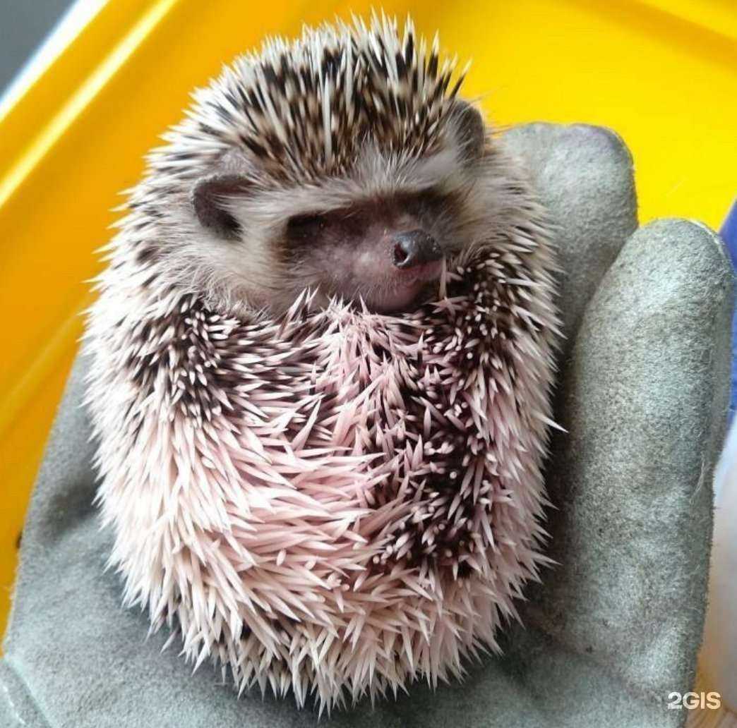 Отзывы на компанию Доктор Vet в г. Абакан c фото