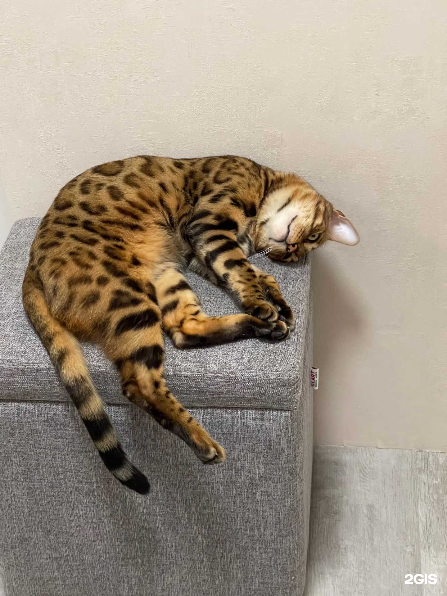 Отзывы на компанию Фауна в г. Саратов c фото