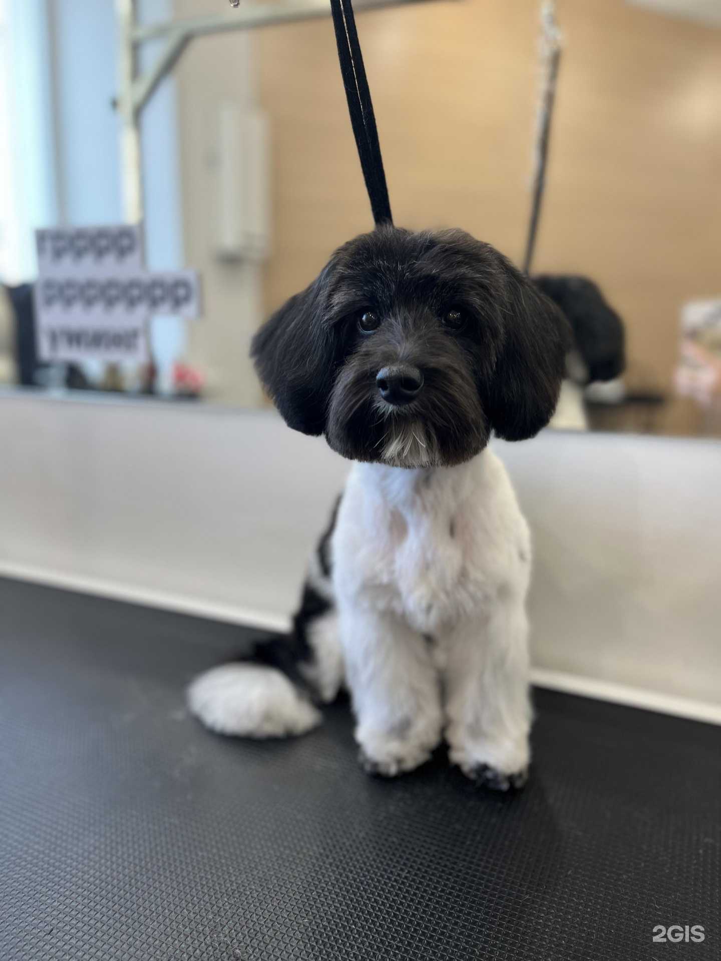 Отзывы на компанию Мокрый нос в Новосибирске c фото