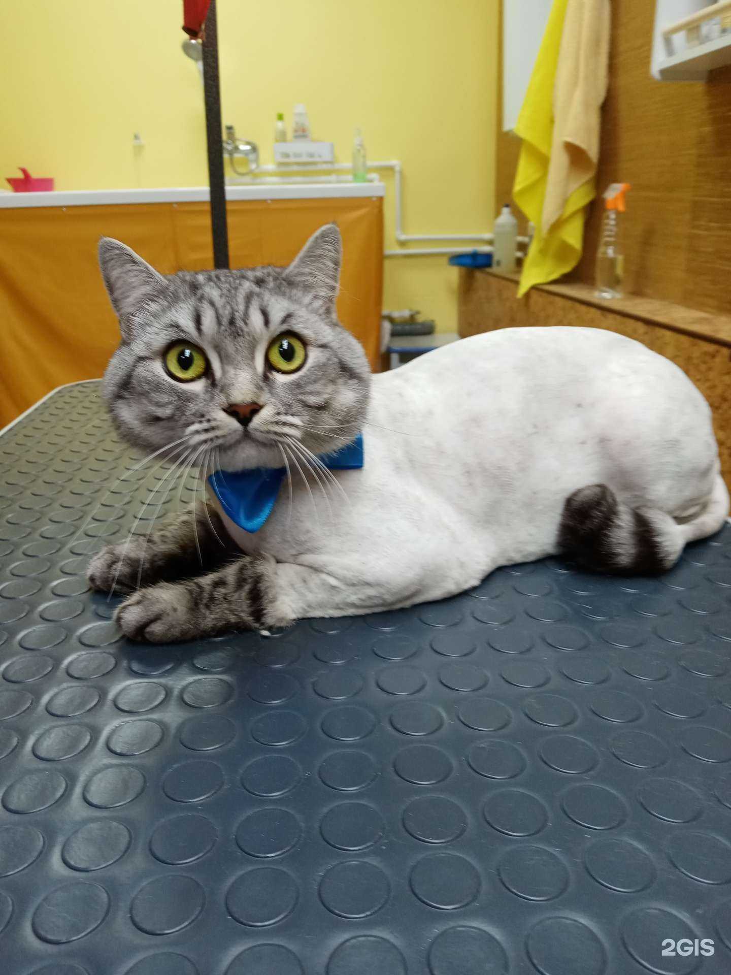 Отзывы на компанию Букля в Омске c фото